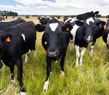 Black and white cows with orange tags in ears standing in a grassy paddock