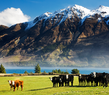 Aotearoa’s agriculture growth opportunity: The UK Free Trade Agreement